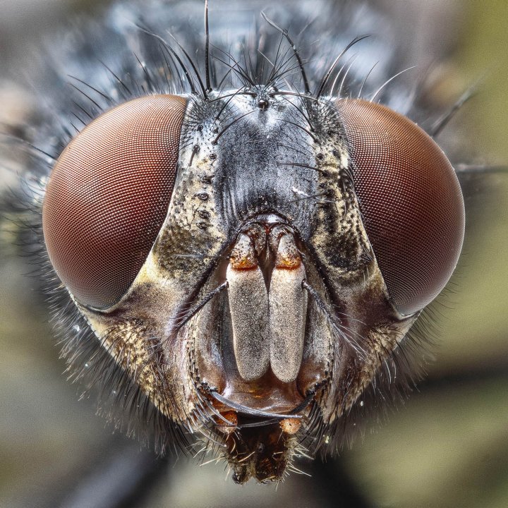 Carrion Fly